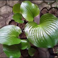 Gambar TANAMAN HIAS HOSTA - KELADI TAPAK KUDA UNIK dari mugilaris119 undefined 2 Tokopedia