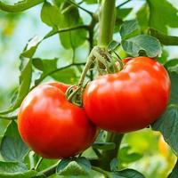 Gambar 50 Biji / Benih Bibit Tomat Merah Besar Big Red Tomato - TomatSausage50 dari violet garden19 undefined 3 Tokopedia