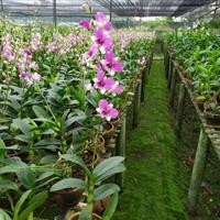 Gambar tanaman hias bunga anggrek hidup - bunga anggrek asli dendrobium dari beautifull plant undefined 1 Tokopedia