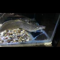 Gambar unicolor eel/ ikan sili unicolor dari Danish999 undefined 1 Tokopedia