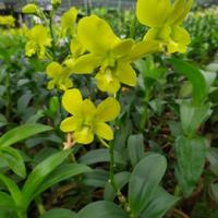 Gambar tanaman hias bunga anggrek hidup - bunga anggrek asli dendrobium dari beautifull plant undefined 3 Tokopedia