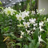 Gambar tanaman hias bunga anggrek hidup - bunga anggrek asli dendrobium dari beautifull plant undefined 2 Tokopedia