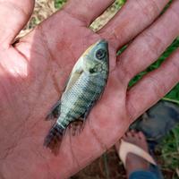 Gambar bibit ikan nila ukuran 1jari dari wandisugandikoi-1 undefined 2 Tokopedia