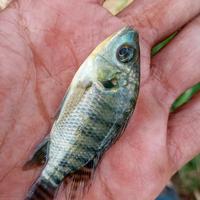 Gambar bibit ikan nila ukuran 1jari dari wandisugandikoi-1 undefined 3 Tokopedia