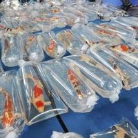 Gambar Plastik packing ikan koi tebal 0.8 MURAH - 25 x 60 cm dari Siman'shop undefined 2 Tokopedia