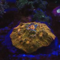 Gambar coral echino dari FunReef_Bandung undefined 1 Tokopedia