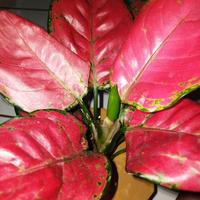 Gambar bibit aglonema red anjamani murah dari Tanaman berkah store_NEW undefined 1 Tokopedia