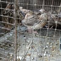 Gambar burung puyuh jantan dewasa dari Andri Echonk undefined 5 Tokopedia