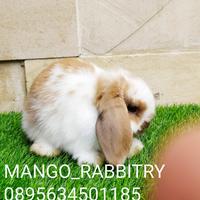 Gambar Kelinci murah Holland lop dari mangorabbitry undefined 2 Tokopedia