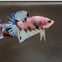 Gambar ikan cupang nemo candy multi ukuran M dari aditiya betta fish undefined 1 Tokopedia