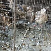 Gambar burung puyuh jantan dewasa dari Andri Echonk undefined 3 Tokopedia