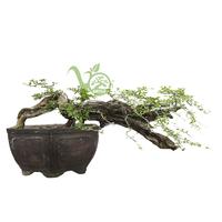 Gambar Bonsai Sisir Atau Kaliage - 02 dari Artha Bonsai Vio undefined 1 Tokopedia