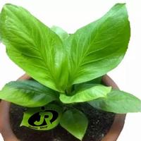Gambar Jual tanaman hias-Anthurium jemani Cobra-bibit anthurium jemani cobra dari Duta Hijau undefined 2 Tokopedia