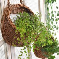 Gambar Keranjang Gantung - Vas Tempel ROTAN ASLI - Pot Bunga - Rattan Basket dari Cotton Light Craft undefined 1 Tokopedia