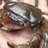 Gambar jual kepiting sawah hidup per 5 ekor dari acid store56 undefined 2 Tokopedia