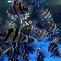 Gambar datz 3bar kotor dari PEWARIS FISH undefined 5 Tokopedia