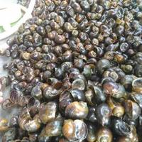 Gambar keong sawah/keong mas dari Abgyi01 undefined 1 Tokopedia