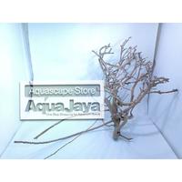 Gambar Kayu Santigi Pasir Kupas Grade A ukuran S M L XL XXL - M dari AquaJaya undefined 4 Tokopedia