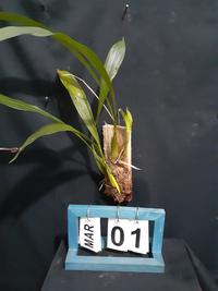 Gambar [ DEWASA ] Coelogyne Marthae : Anggrek Eksotis dengan Bunga Hijau Kekuningan, Langka dan Memikat dari Sandi Orchid Garden undefined 5 Tokopedia