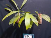 Gambar [ DEWASA ] Coelogyne Marthae : Anggrek Eksotis dengan Bunga Hijau Kekuningan, Langka dan Memikat dari Sandi Orchid Garden undefined 3 Tokopedia