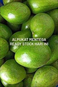 Gambar ALPUKAT MENTEGA LOKAL 1KG AVOCADO BESAR dari Trustedshop7 undefined 3 Tokopedia