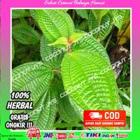 Gambar bibit tanaman harendong segar siap tanam dari Larisstore03 undefined 3 Tokopedia
