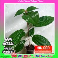 Gambar bibit tanaman harendong segar siap tanam dari Larisstore03 undefined 1 Tokopedia