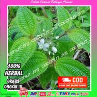 Gambar bibit tanaman harendong segar siap tanam dari Larisstore03 undefined 4 Tokopedia