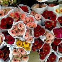 Gambar Bunga Gerbera Herbras 10 Tangkai Asli Fresh dari Hafflorist undefined 2 Tokopedia