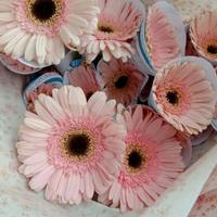 Gambar Bunga Gerbera Herbras 10 Tangkai Asli Fresh dari Hafflorist undefined 3 Tokopedia