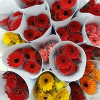 Gambar Bunga Gerbera Herbras 10 Tangkai Asli Fresh dari Hafflorist undefined 1 Tokopedia
