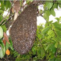 Gambar (Oren) Madu Raw Honey VIP Tawon Gung/Gong madu Sialang murni 350 ml dari Ikhtiar Sembuh undefined 5 Tokopedia