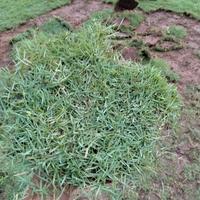 Gambar tanaman rumput Peking (satu paket 10 meter rumput + 2 jenis tanaman) dari Aqila flora undefined 4 Tokopedia