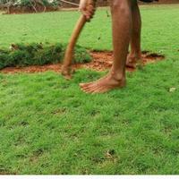 Gambar tanaman rumput Peking (satu paket 10 meter rumput + 2 jenis tanaman) dari Aqila flora undefined 2 Tokopedia