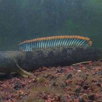 Gambar IKAN CHANA GACHUA LIMBATA 12-15CM/IKAN GABUS HIAS/GABUS LOKAL dari sunandar snakehead32 undefined 1 Tokopedia
