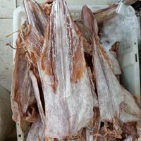Gambar 500g-Sotong Cumi Kering Kalimantan-Juhi Mentah-Jiu ng-Jiu He Pontianak - Kecil, 500 gram dari Kalbar shop Aneka Snack undefined 4 Tokopedia