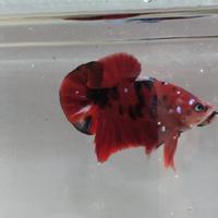 Gambar cupang koi galaxy dari bara30 undefined 3 Tokopedia