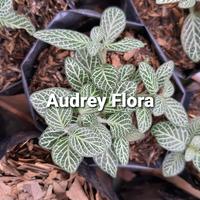 Gambar Tanamnan Hias Episcia Mutiara mini dari Audrey Flora undefined 1 Tokopedia