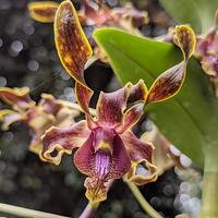Gambar Anggrek Dendrobium Vian dari BW Orchids undefined 1 Tokopedia