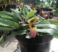 Gambar paphiopedilum glaucophyllum anggrek selop cantik dari Alistinashop undefined 4 Tokopedia