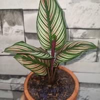 Gambar chalatea strip + pot dari P.W STORE 2 undefined 1 Tokopedia