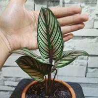 Gambar chalatea strip + pot dari P.W STORE 2 undefined 2 Tokopedia