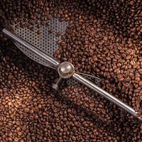 Gambar Kopi Rubusta Malang Hantang dari DIALECTIC COFFEE ROASTERY undefined 3 Tokopedia