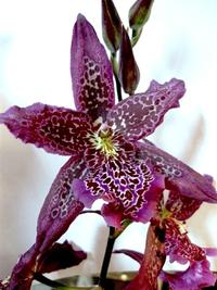 Gambar Anggrek Oncidium Beallara Marfitch dari YoorisFAM Anggrek undefined 1 Tokopedia