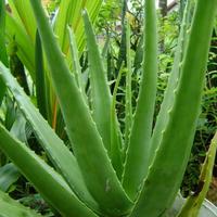 Gambar pelepah lidah buaya/daun lidah buaya dijamin bebas (peptisida - ALOE KUPAS 500G dari FELISQUEEN.ID undefined 1 Tokopedia