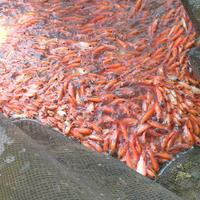Gambar bibit nila merah kakap dari bibit ikan.com undefined 1 Tokopedia