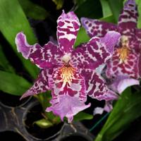 Gambar Anggrek Oncidium Beallara Kutchin dari YoorisFAM Anggrek undefined 1 Tokopedia