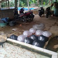 Gambar indukan gurame padang siap pijah dari bibit ikan.com undefined 2 Tokopedia