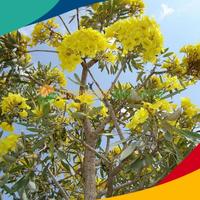 Gambar Tanaman peneduh pohon Tabebuya bunga kuning. ukuran 4-5 meter. dari Mpim Taman Hias undefined 4 Tokopedia