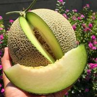 Gambar Melon Segar dan Manis dari Anekabuahmurah undefined 1 Tokopedia